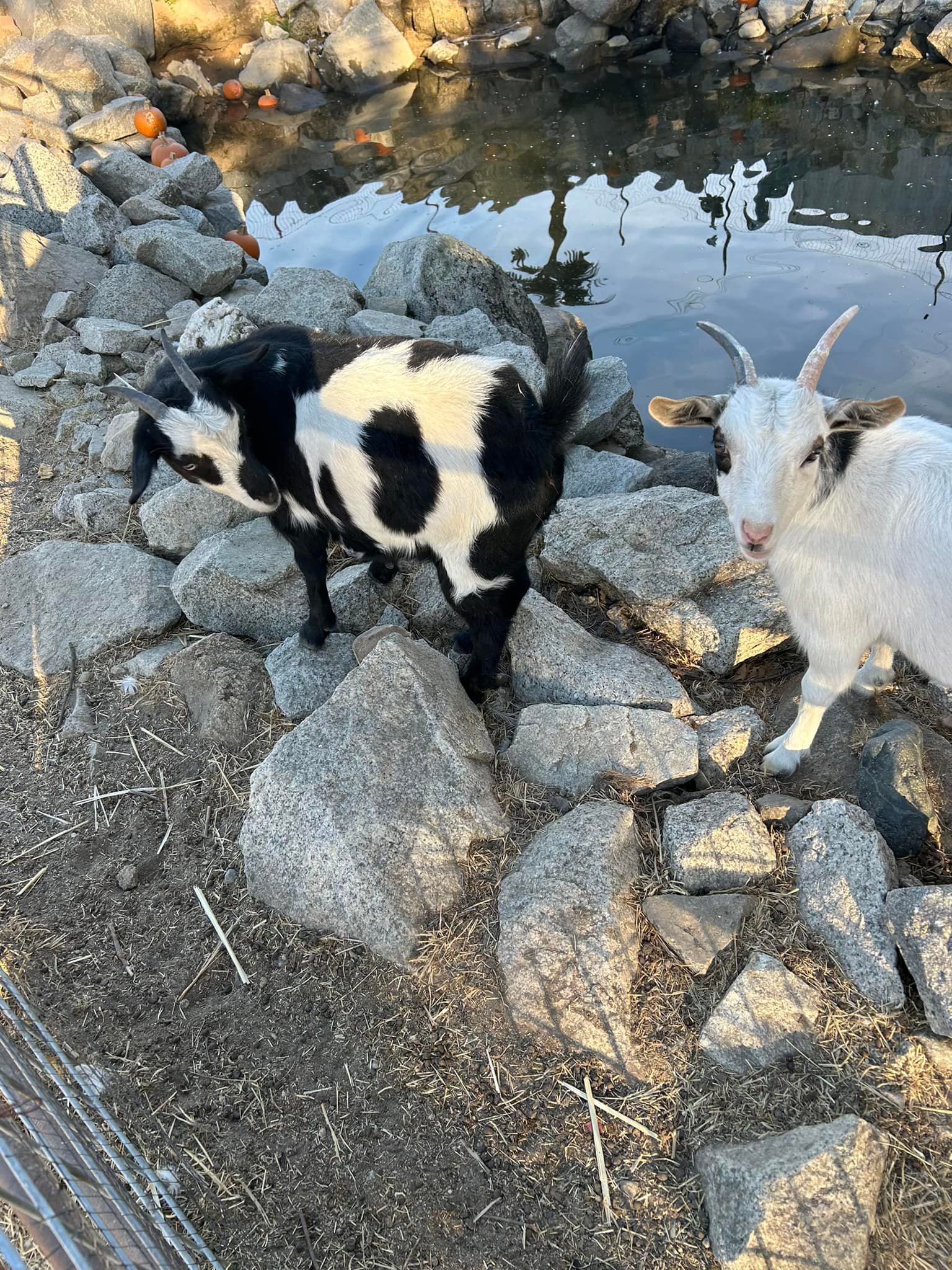 Rickey Ranch Pumpkin Patch | Granite Bay CA