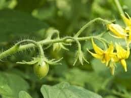 اسباب وعلاج تساقط ازهار الطماطم 🍅🍅🍅🍅🍅🍅🍅🍅🍅🍅 اسباب تنفيل ...