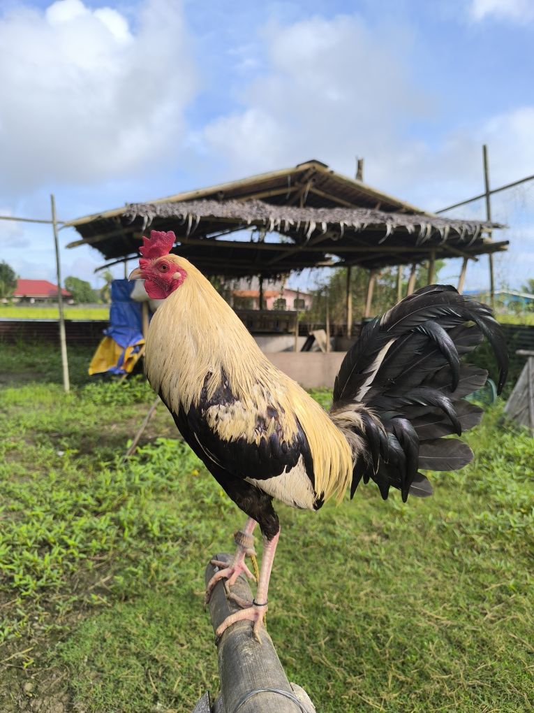 quality na manok sa numancia | PTPA basi may gausoy it pang umpisa hen ...