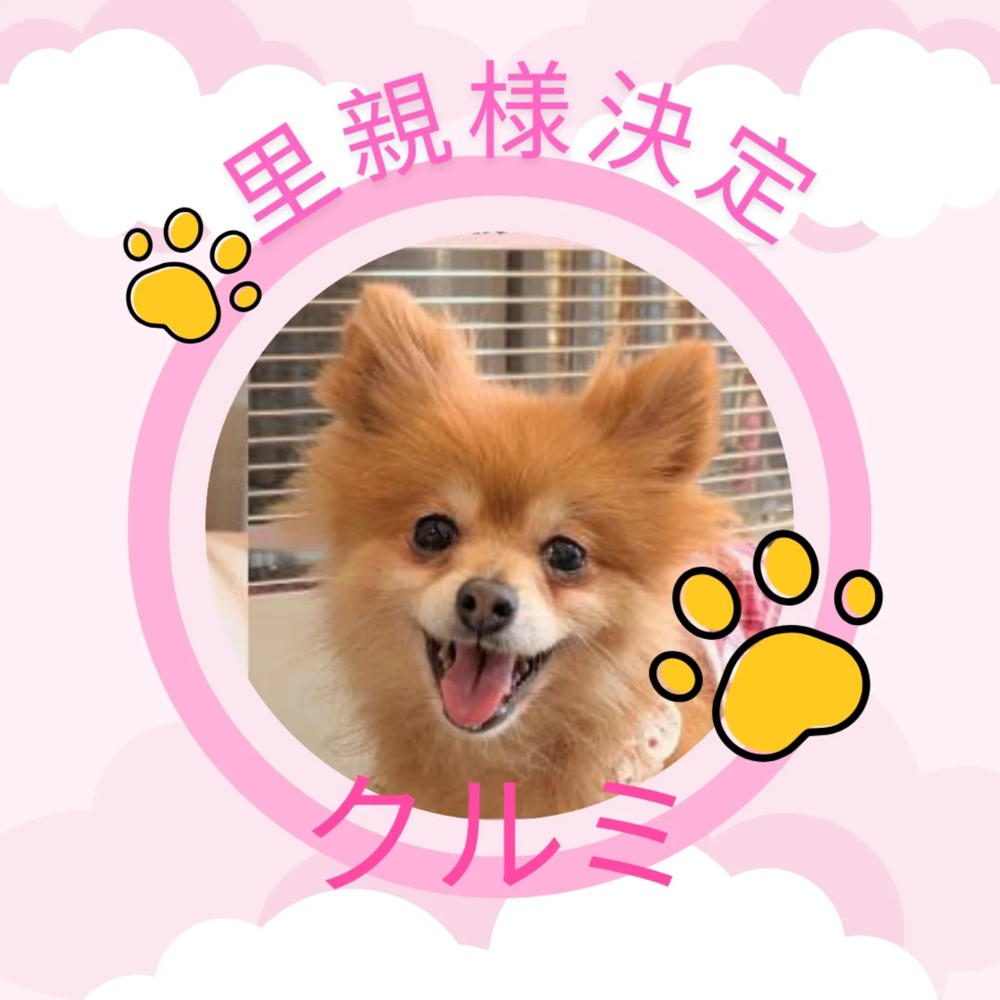 クルミちゃん里親様が決まりました㊗️ 本日の譲渡会でクルミちゃんが 