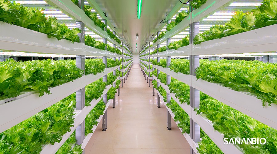 SANANBIO - -How many plant sites are there on a Radix? And... | Facebook