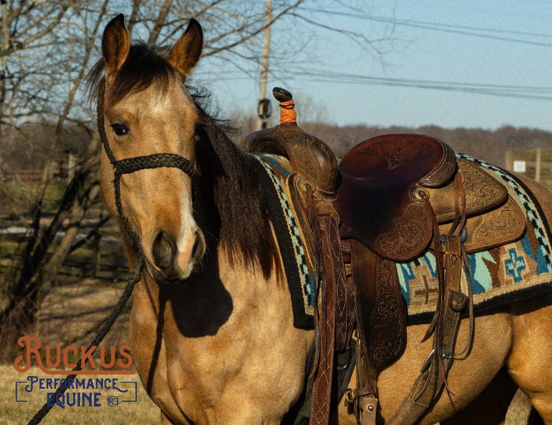 Ruckus Performance Equine | Springfield TN