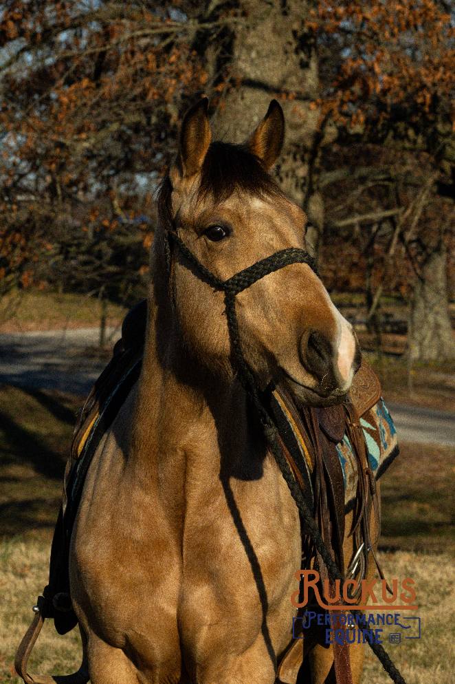 Ruckus Performance Equine | Springfield TN