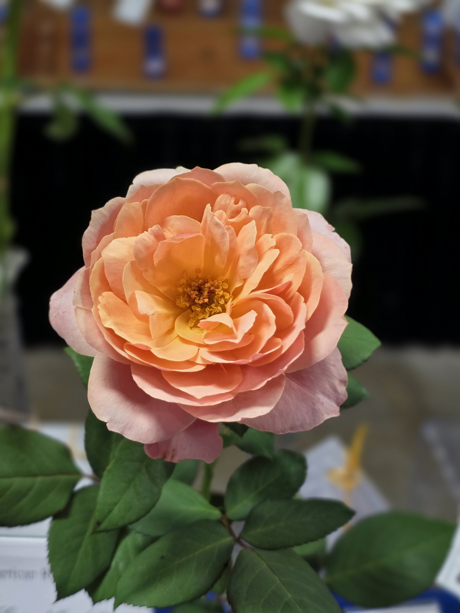Greater Milwaukee Rose... - Greater Milwaukee Rose Society