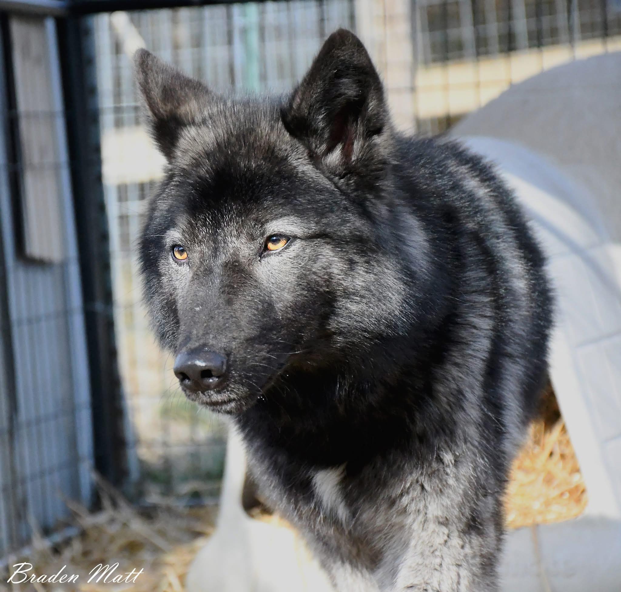 Red... - Red Riding Hood Rescue Project - a wolfdog rescue