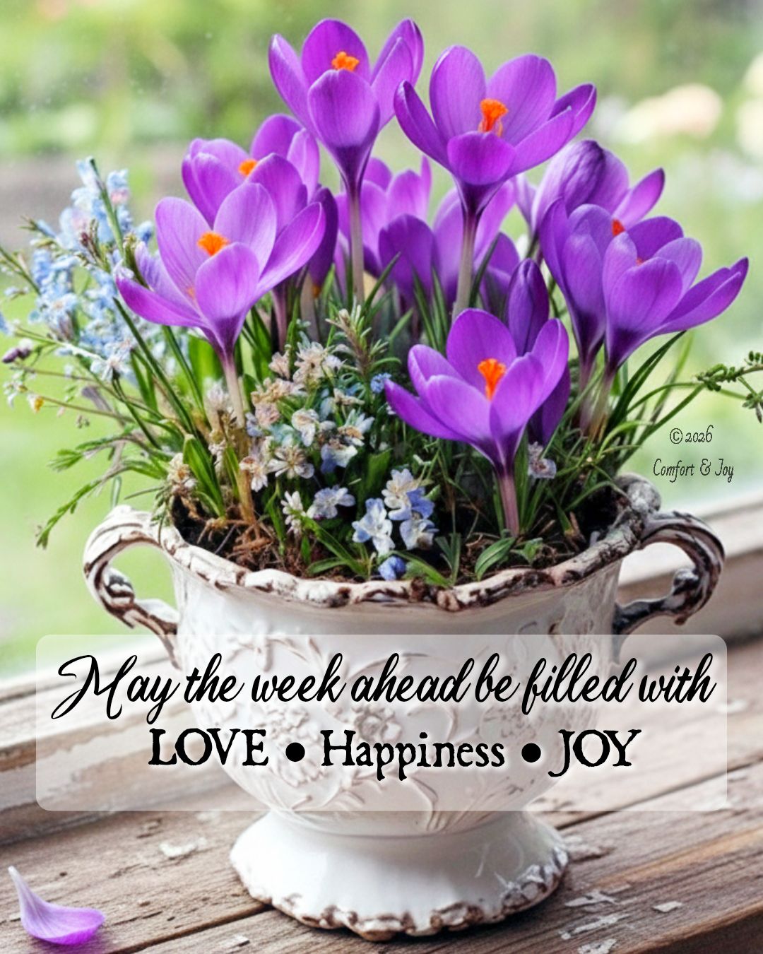 Comfort - Have a wonderful week ahead ☕️💜🪻 | Facebook