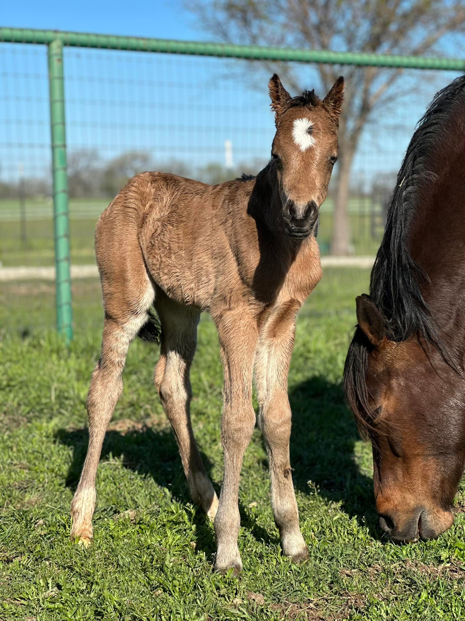 Lucky #4 🍀 A perfect BUCKSKIN colt... - Kickapoo Ponies Texas | Facebook