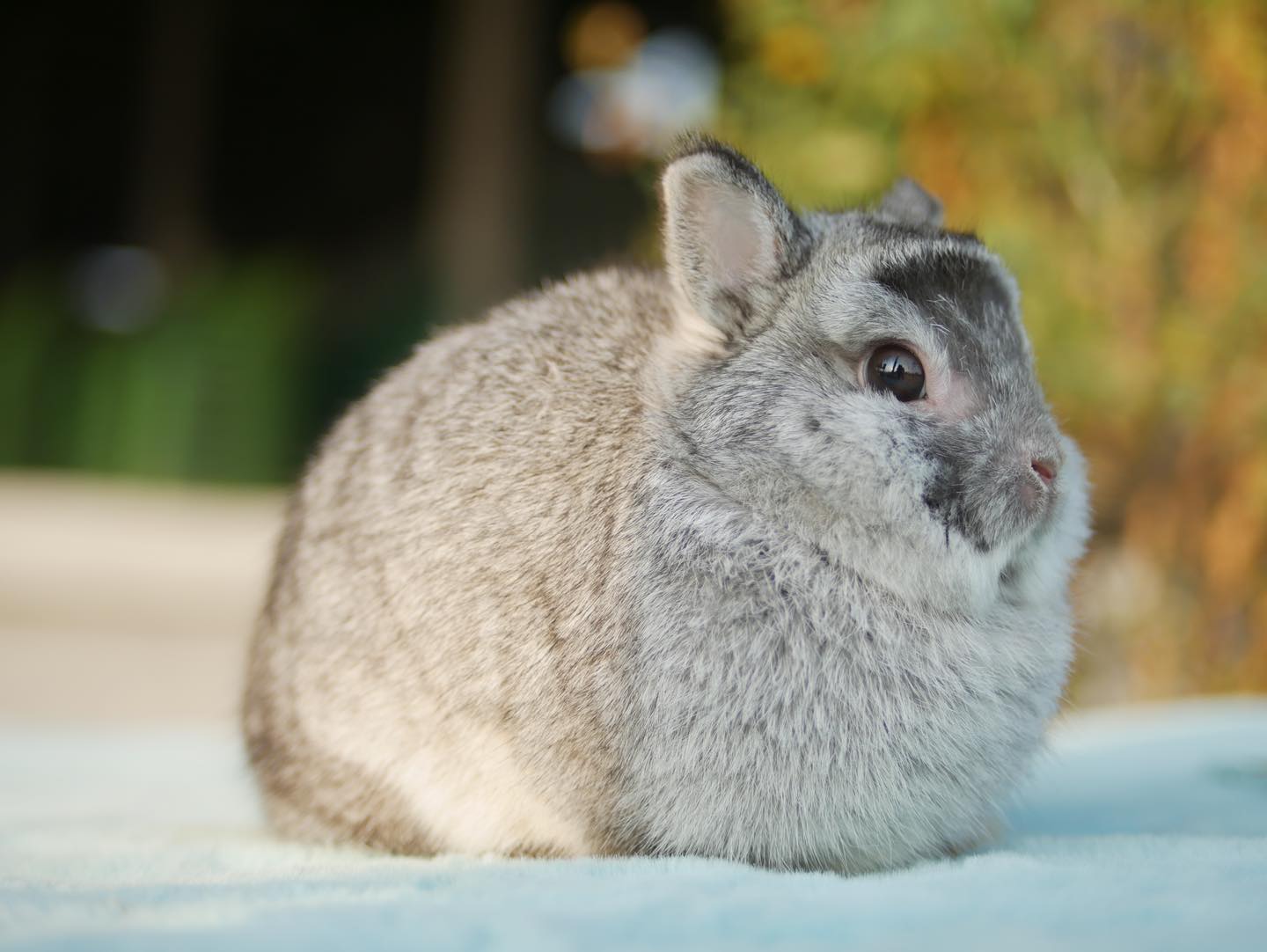 HI Rabbit Farm