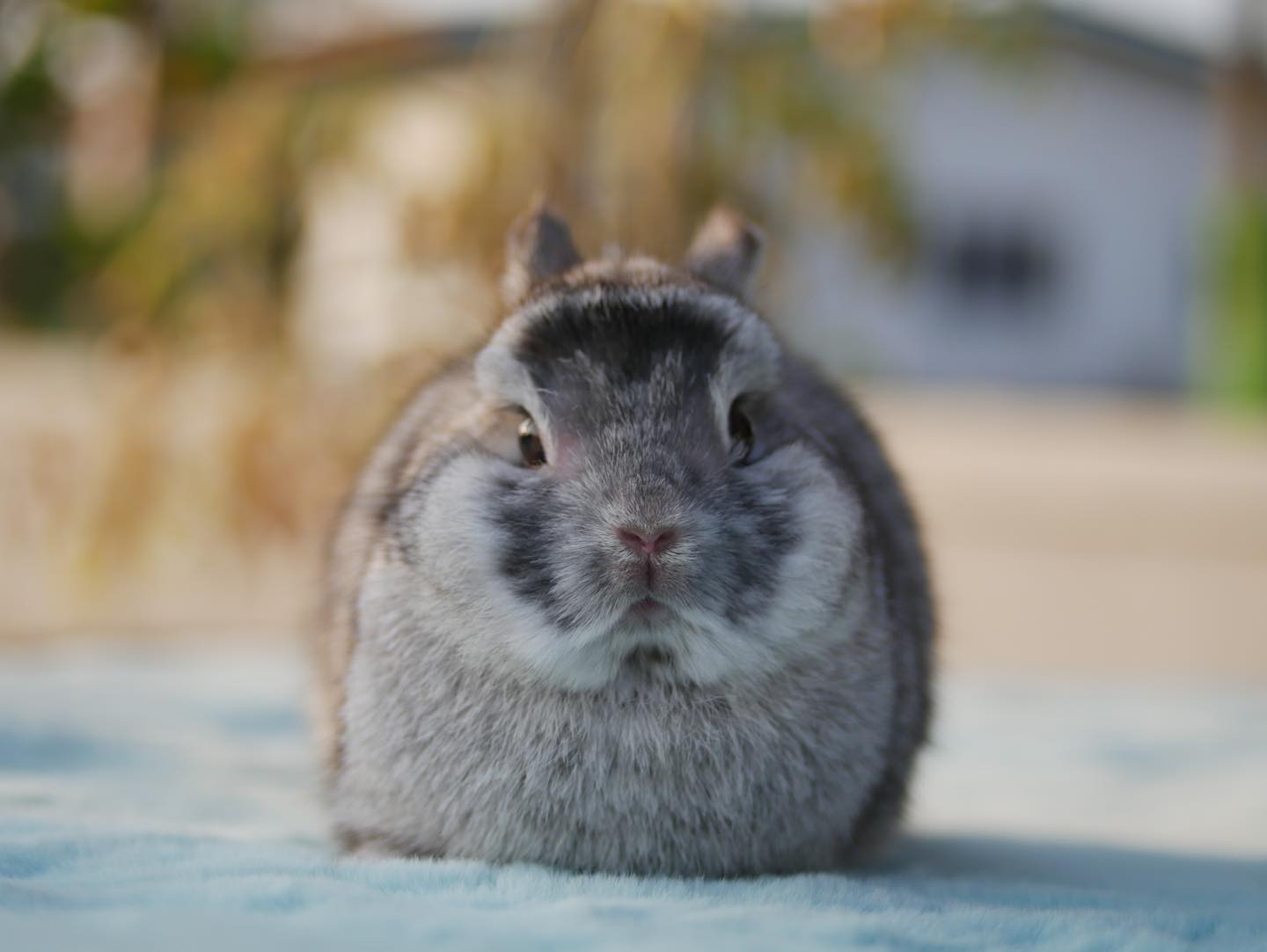 HI Rabbit Farm