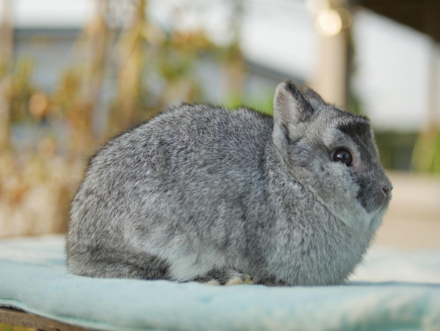 HI Rabbit Farm