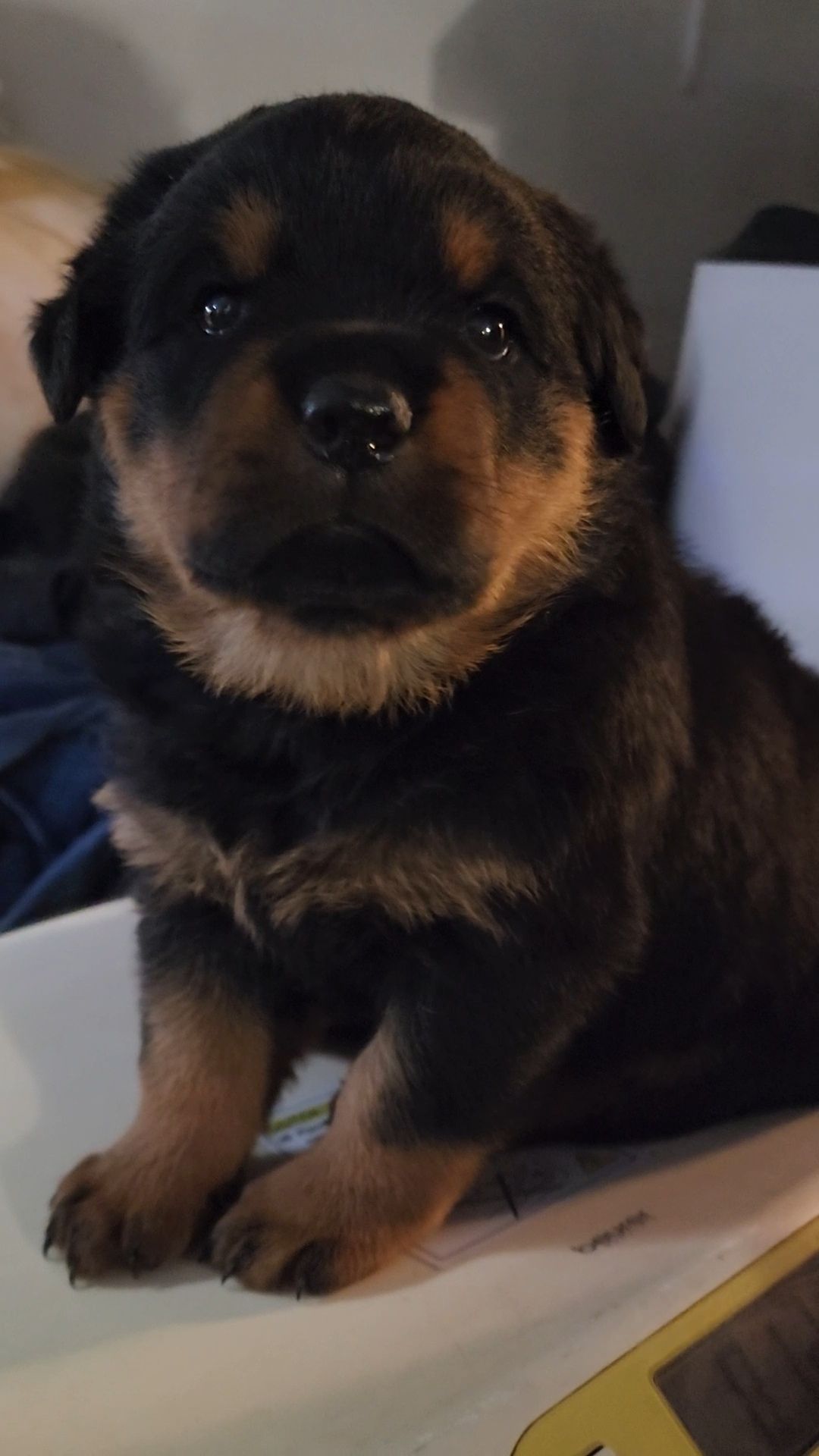 Riverview Ranch Rottweilers