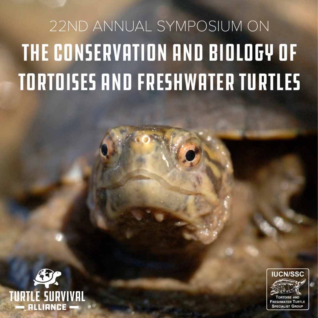 Turtle - Return to the desert with us! Turtle Survival Alliance and ...