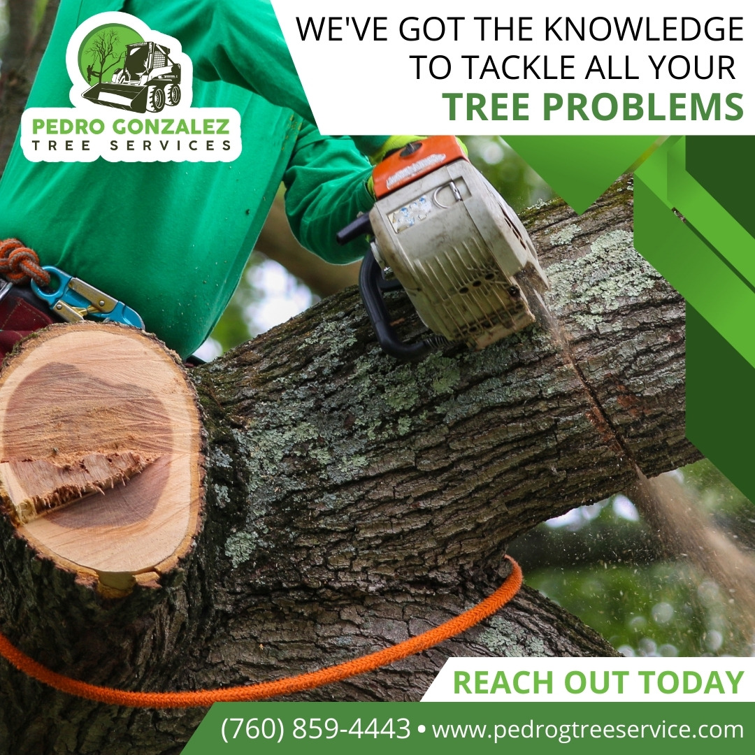 Pedro Gonzalez Tree Services | Fallbrook CA