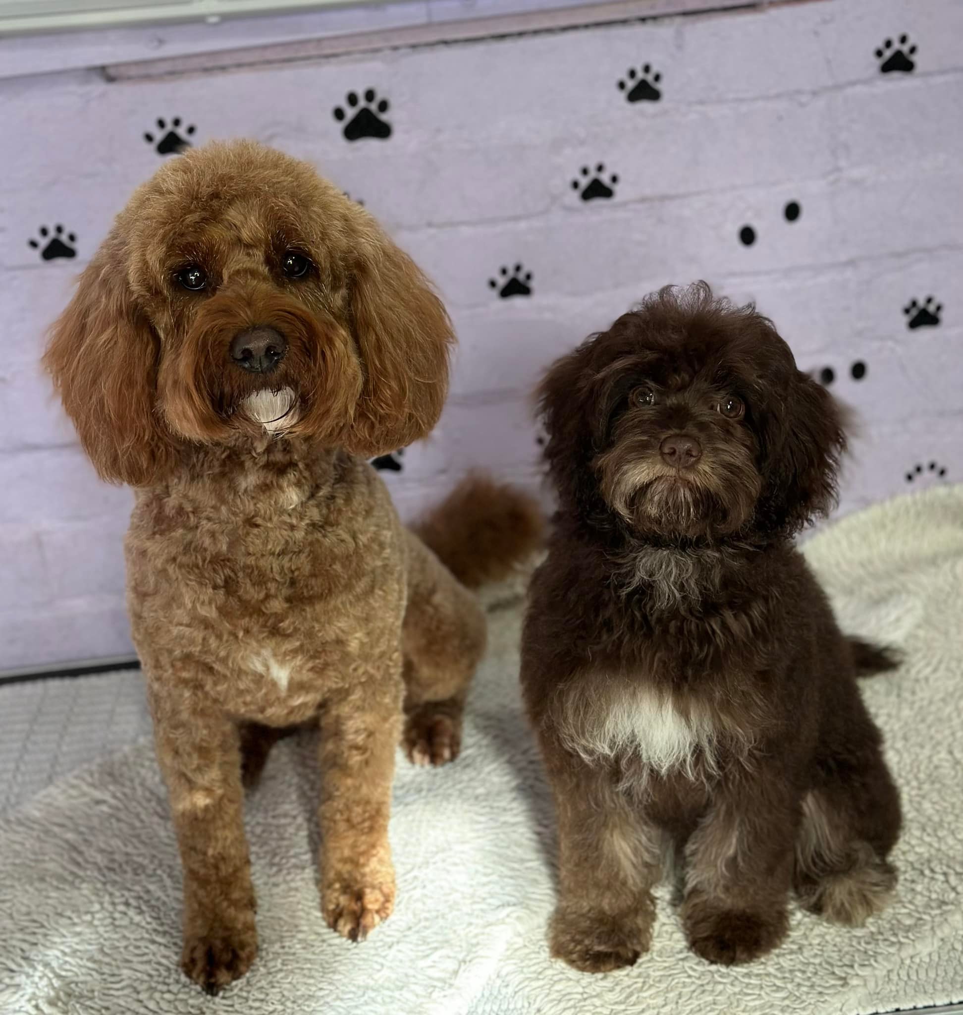 💜 Maisie bought her new little... - Ruff Mutts Dog Grooming