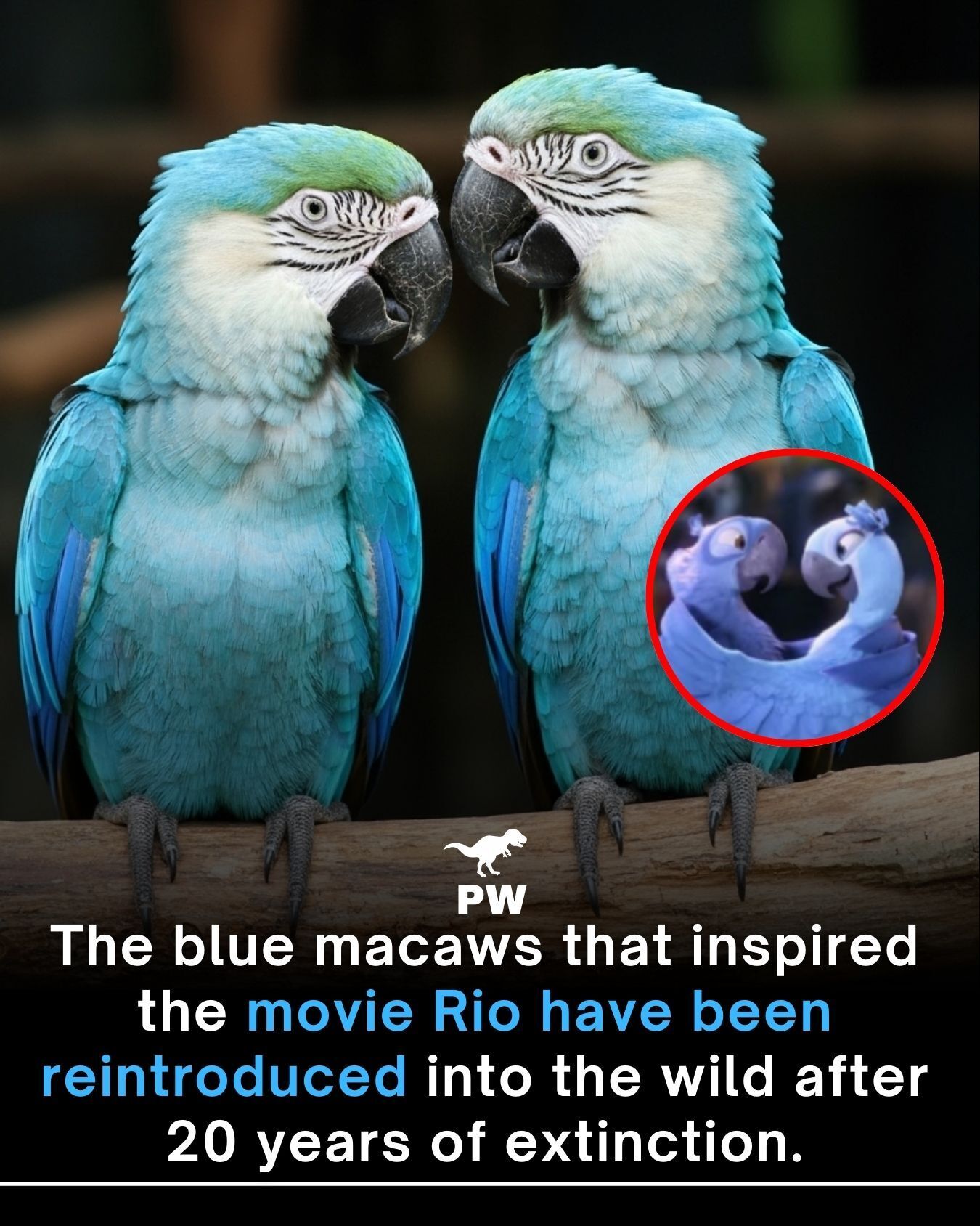 The Prehistoric - Watching a bird so rare that it vanished from the ...
