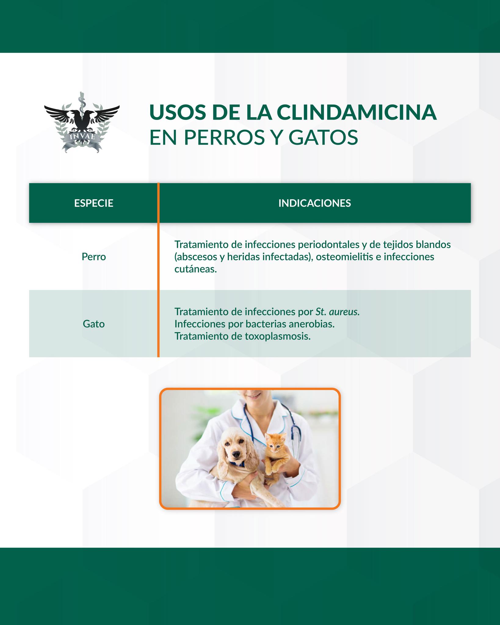 INVAE - El sistema digestivo de los quelonios es complejo, carecen de ...