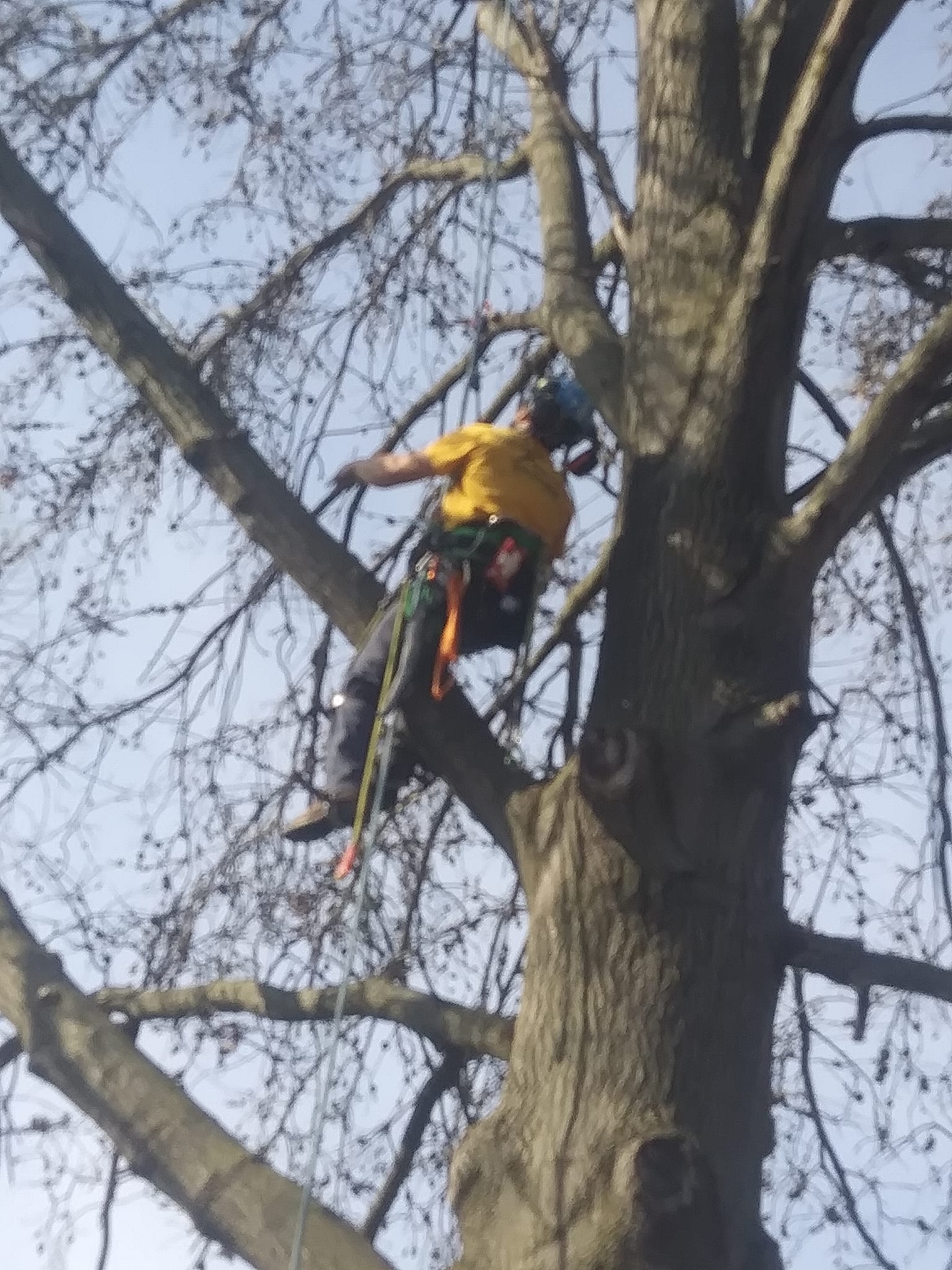 Tree Jay Services, LLC | Saint Peters MO