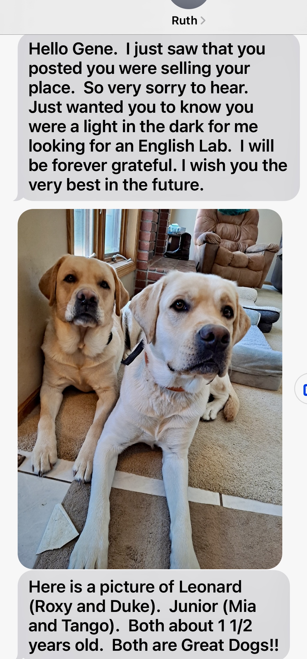 True Labradors