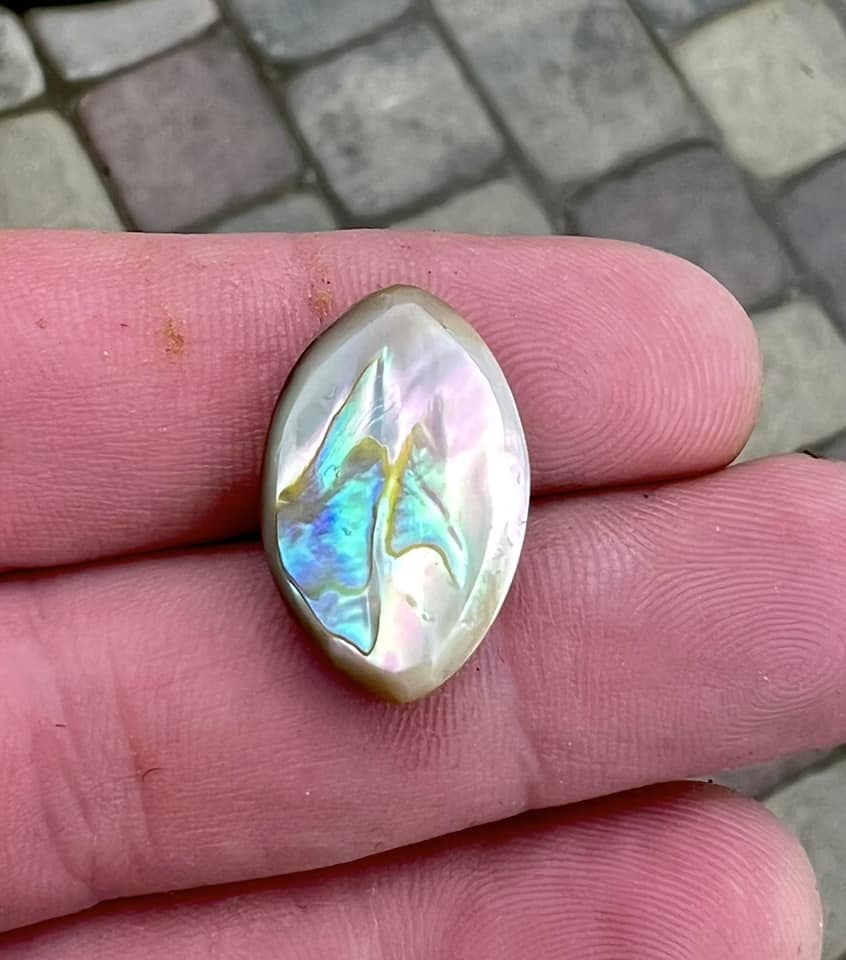 What is the species of this old Pacific white Abalone shell?