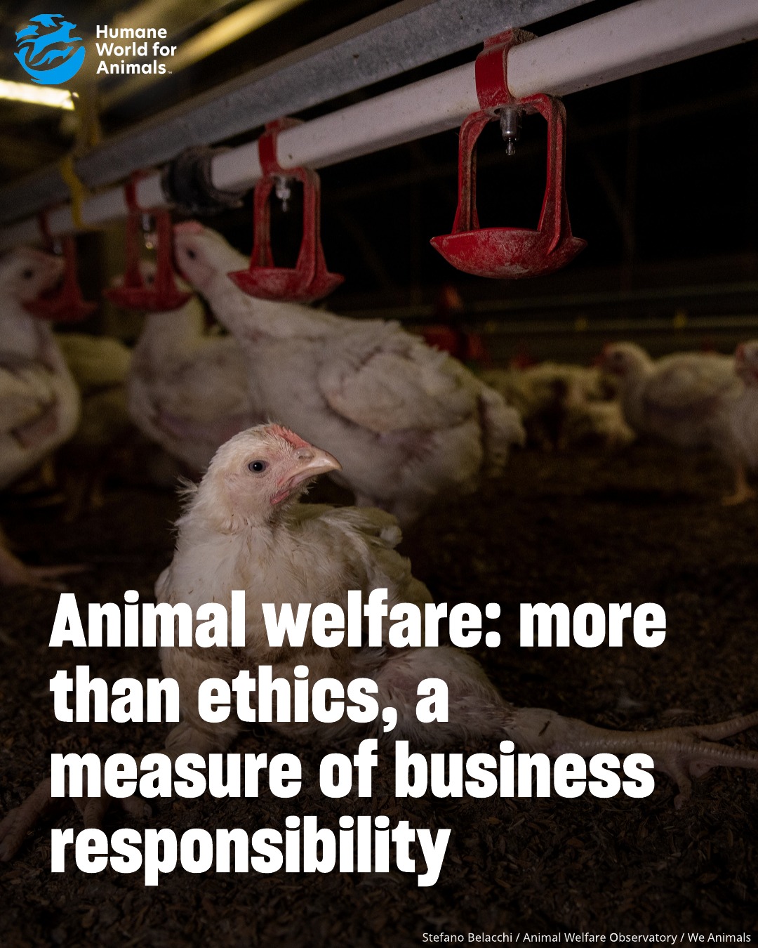 Humane - 🐤 Did you know that most fast-food chains in Romania and ...