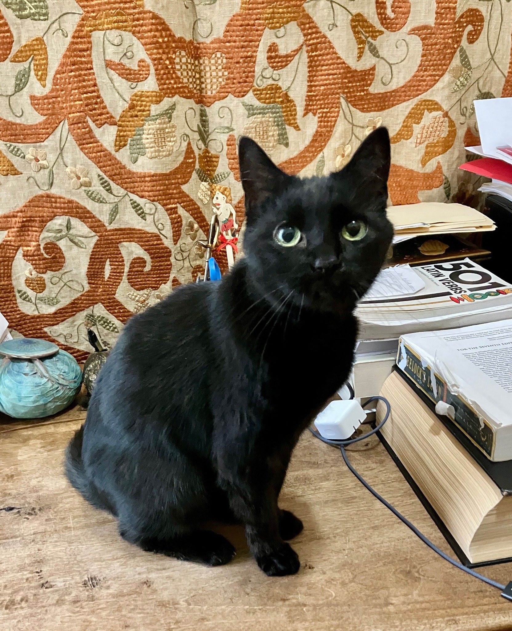 She didn’t plan on starting over at... - Chicago Cat Rescue | Facebook