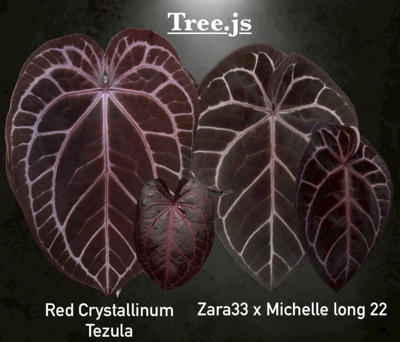 Anthurium Zara33xMichelle long22 Self