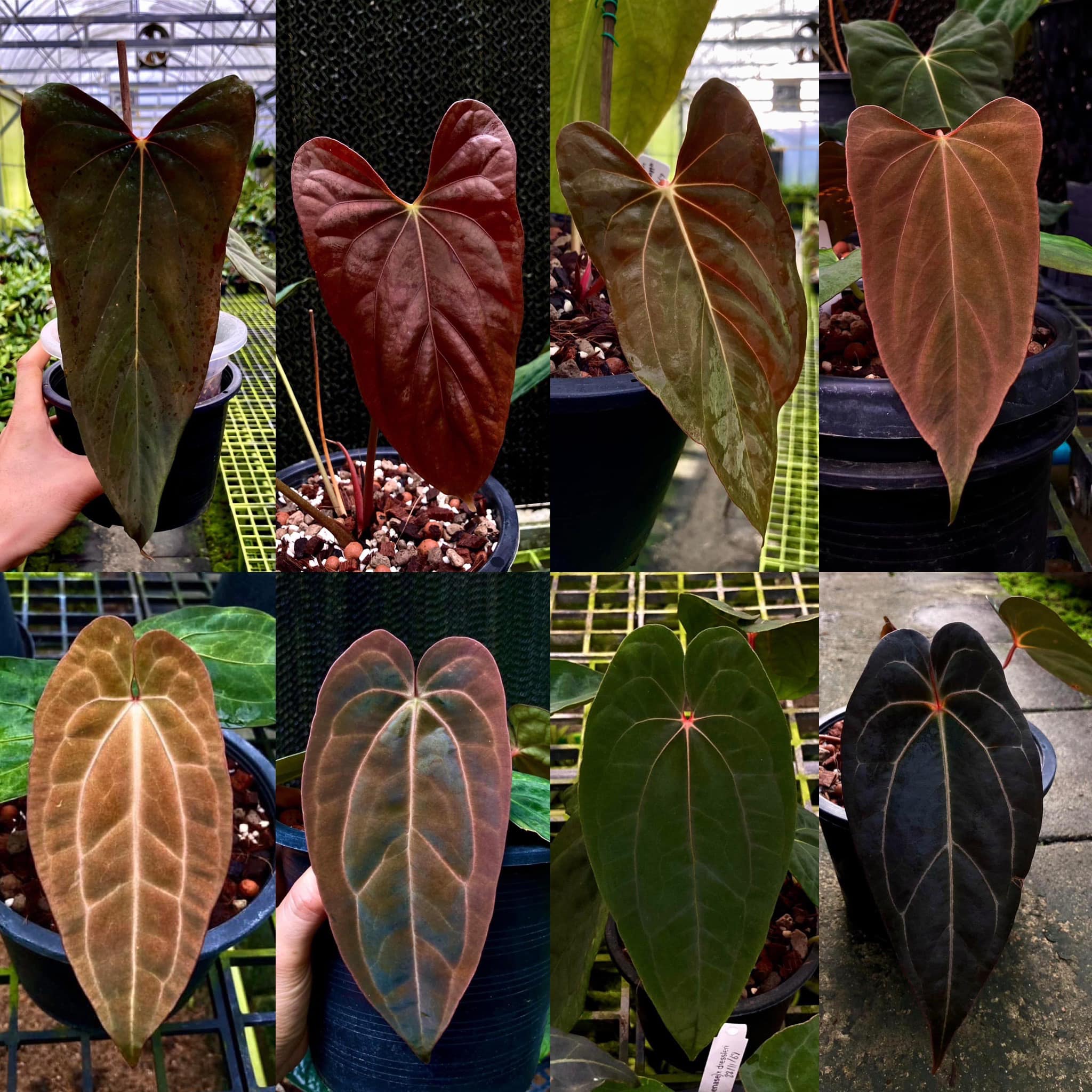 Anthurium RVDP x Ralph Lynam🇮🇩