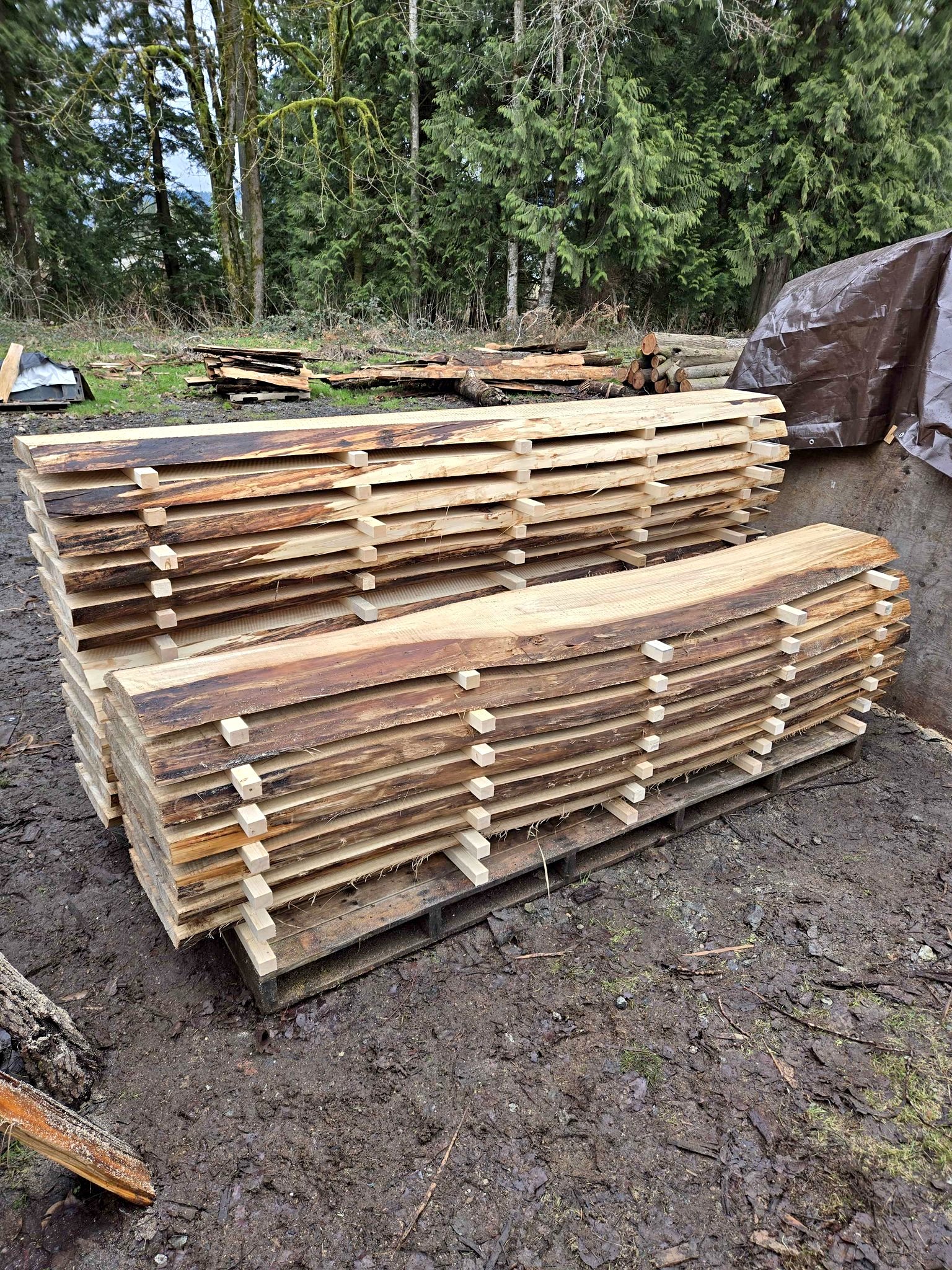 Live Edge Wood Slabs - Dining Tables, Benches, Signs, Shelves, Custom ...