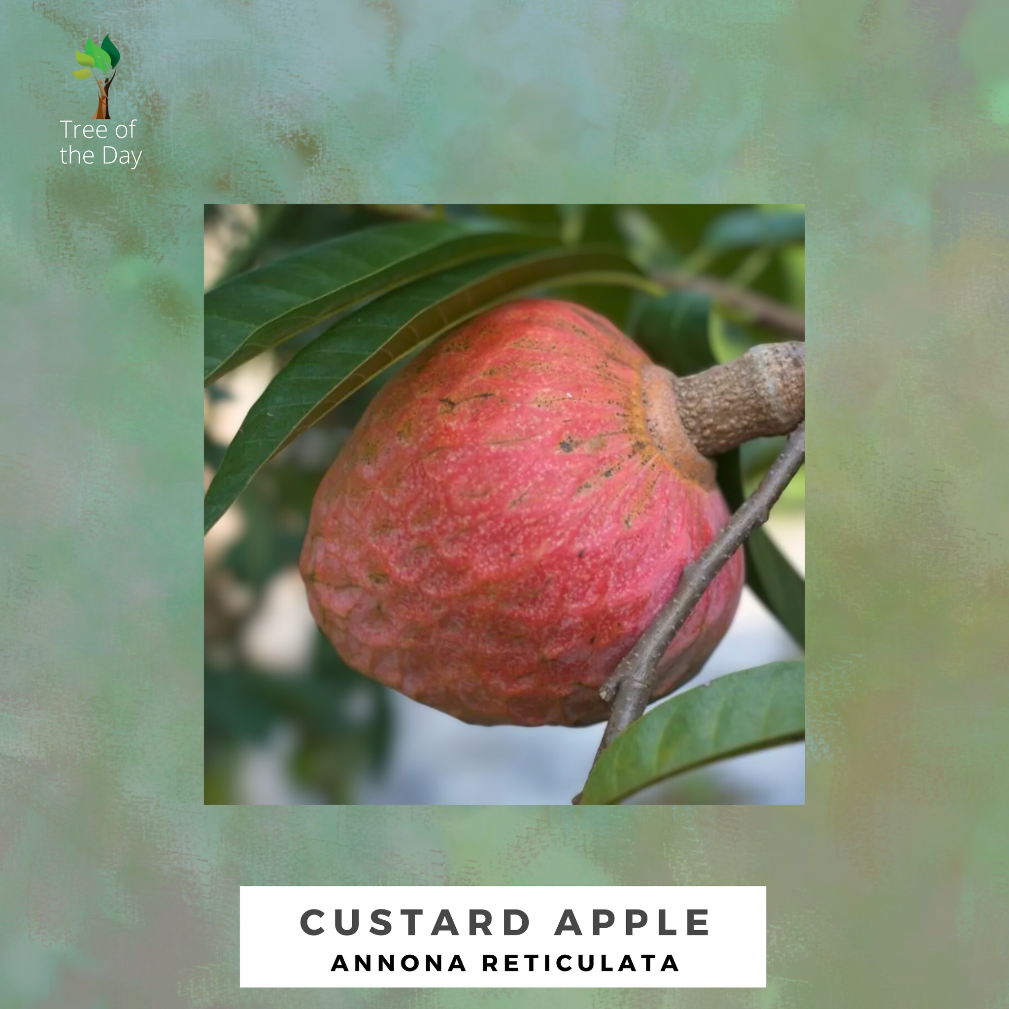 Antigua - Rich in antioxidants, Custard Apple supports brain health! # ...