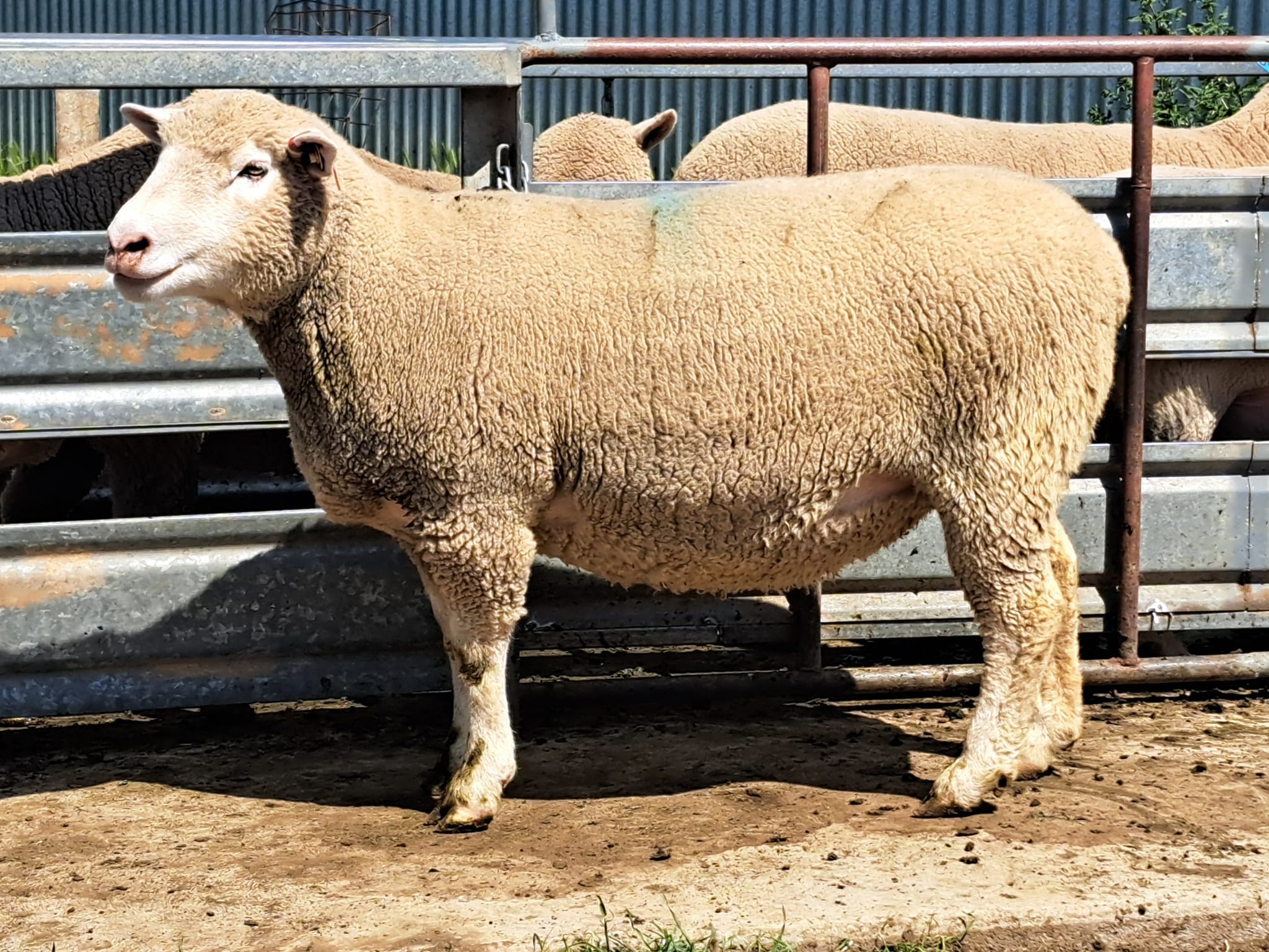 Pepperton Poll Dorset and White Suffolk Rams | Elmore VIC