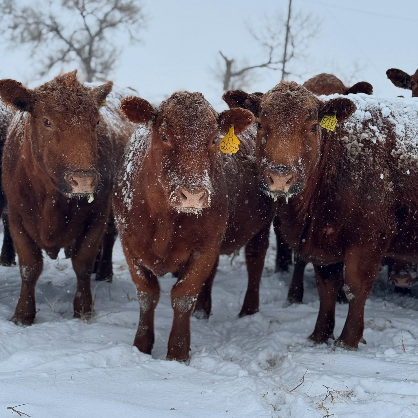 Rocking R Ranch: Red Angus and Beef