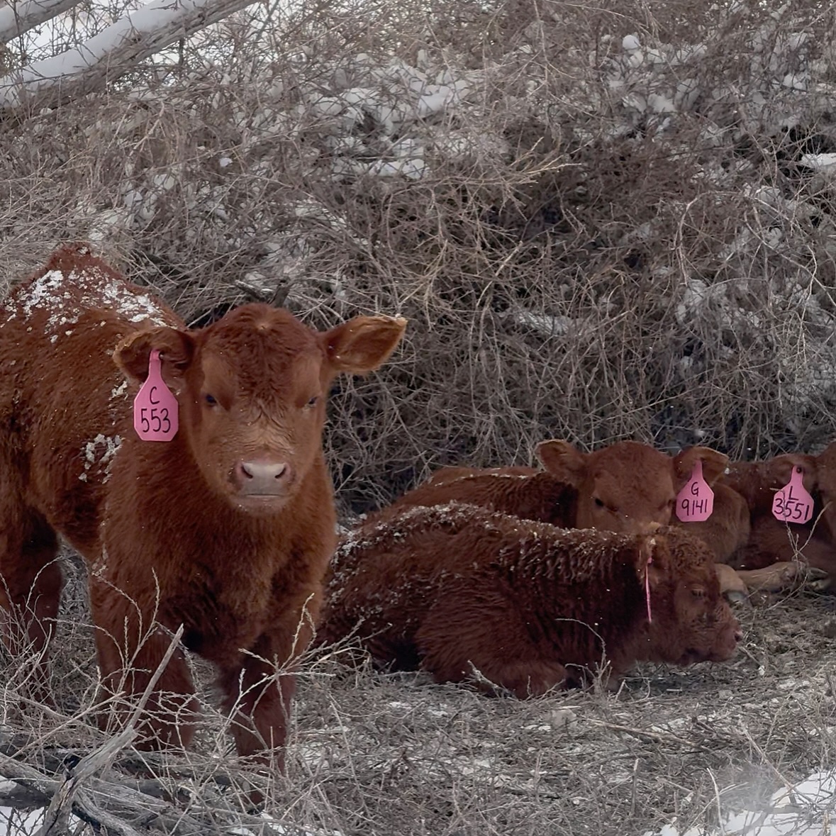 Rocking R Ranch: Red Angus and Beef