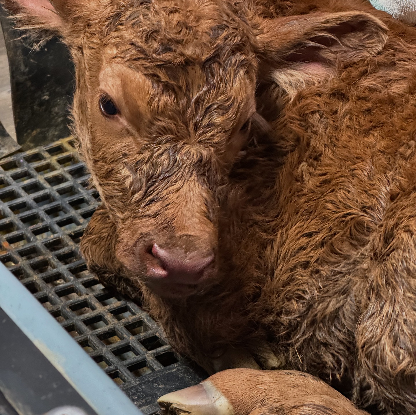 Rocking R Ranch: Red Angus and Beef