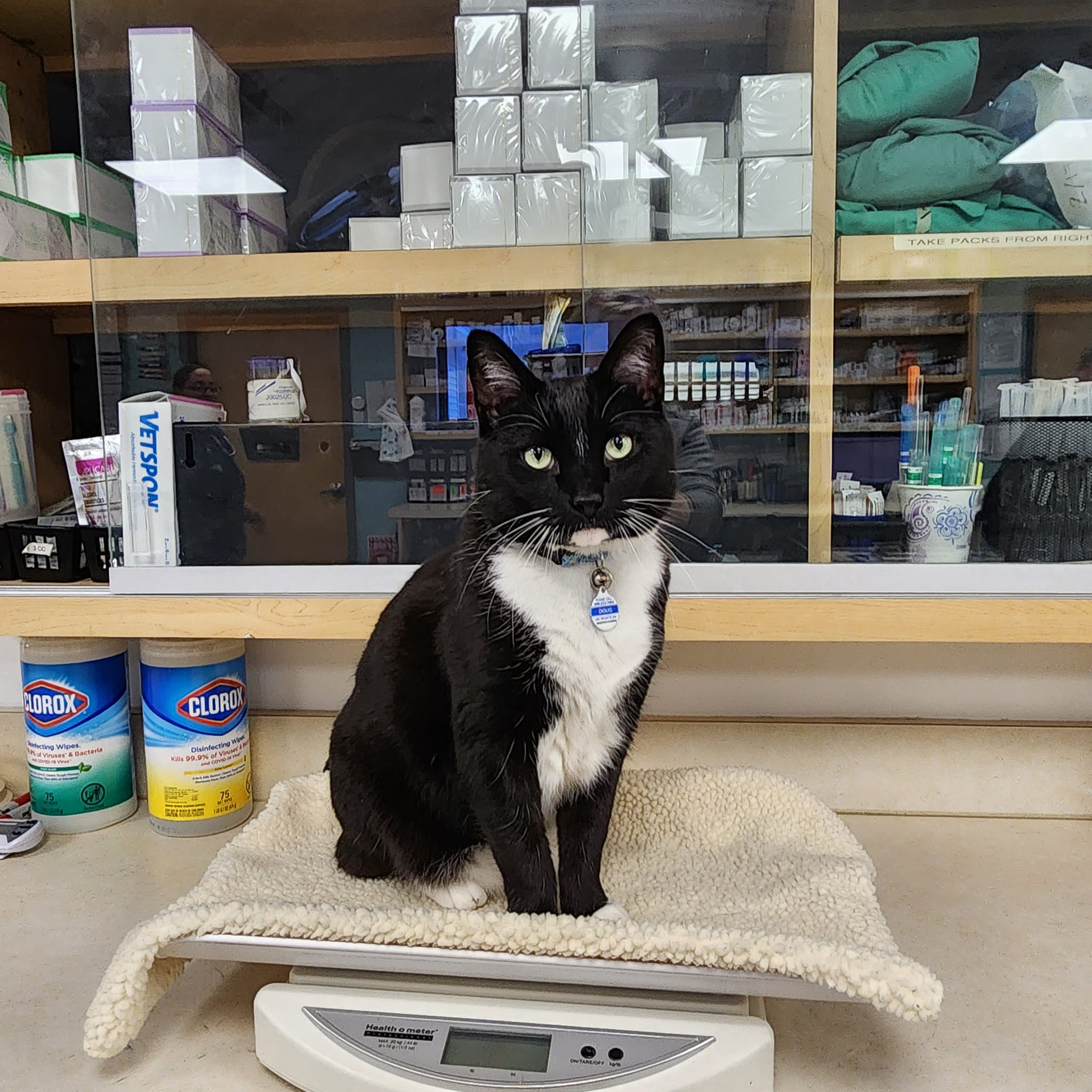 Animal Emergency Clinic of MidMaine Lewiston ME
