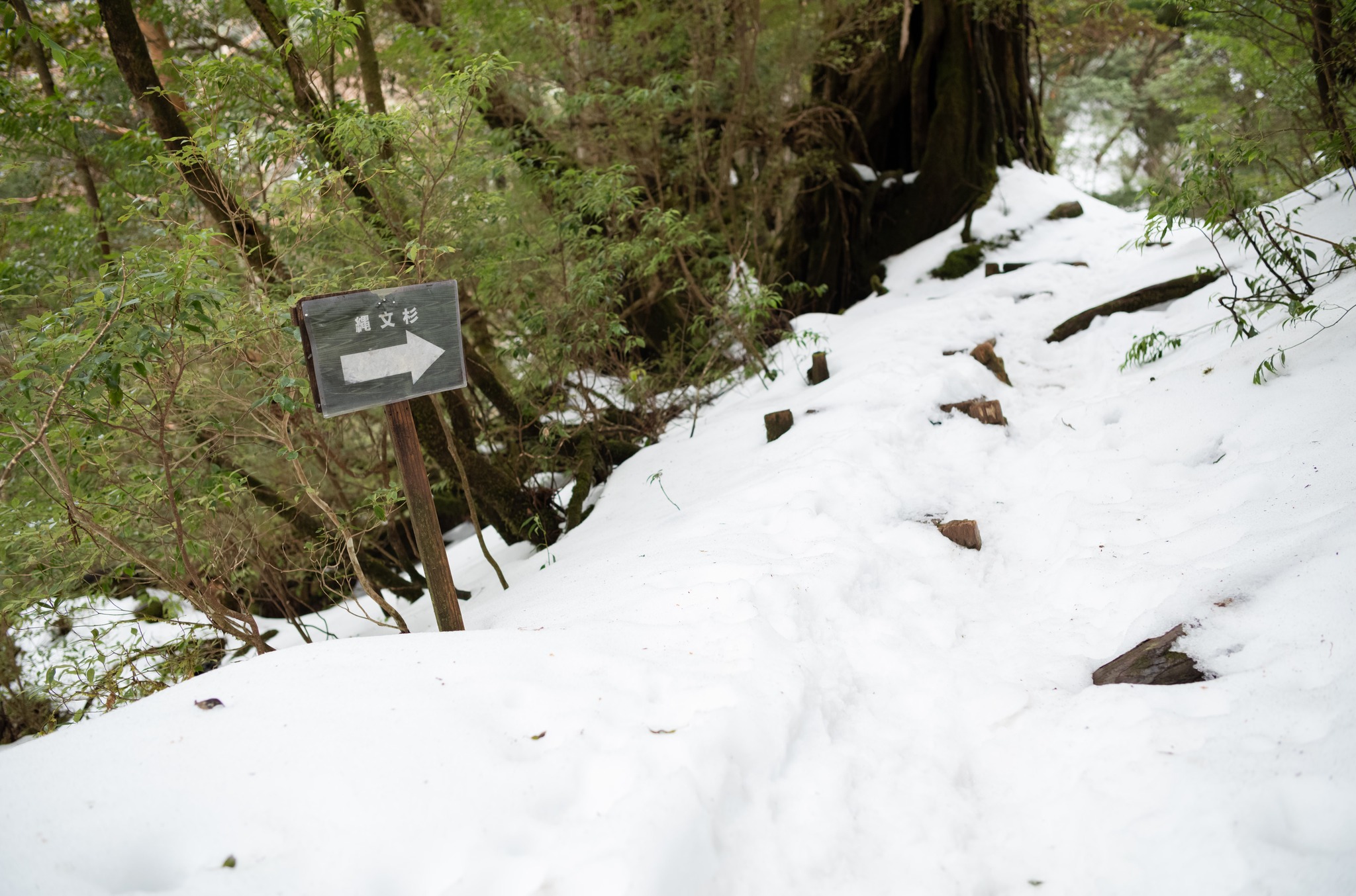雪地基礎認知與元植好文【冰爪選擇與使用指南】分享... - 雪羊視界 Vision of a Snow ram | Facebook