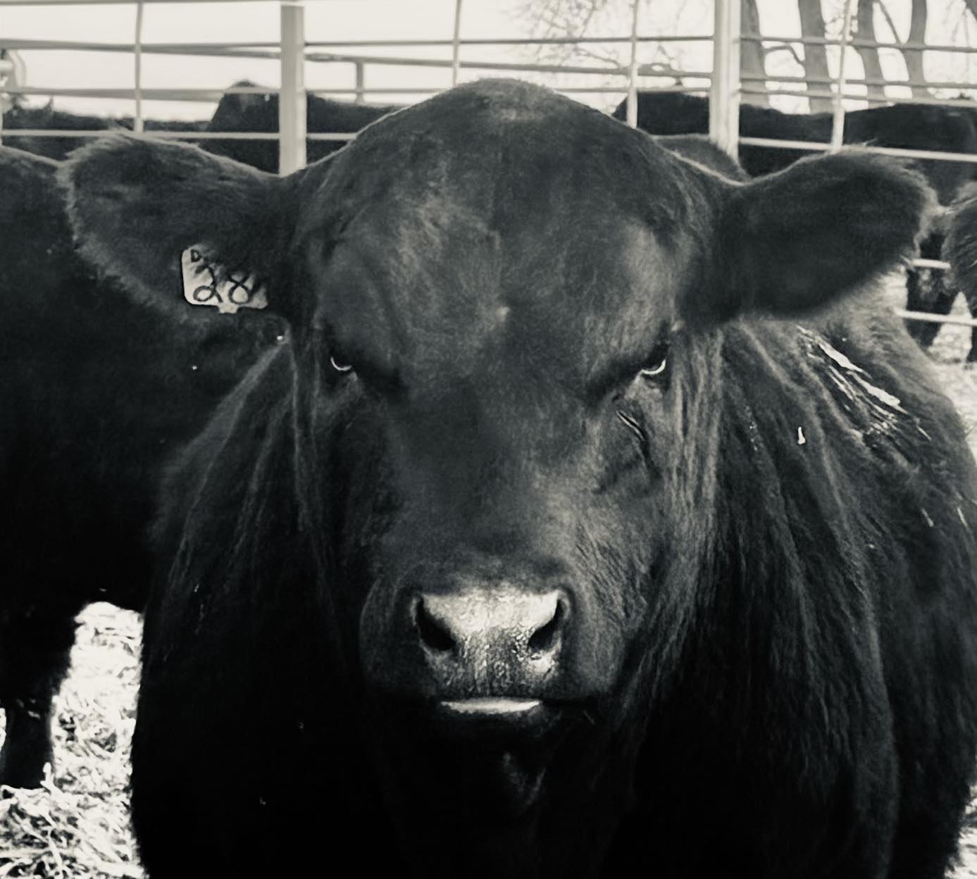 Wilkinson Ranch Inc | Lake Preston SD