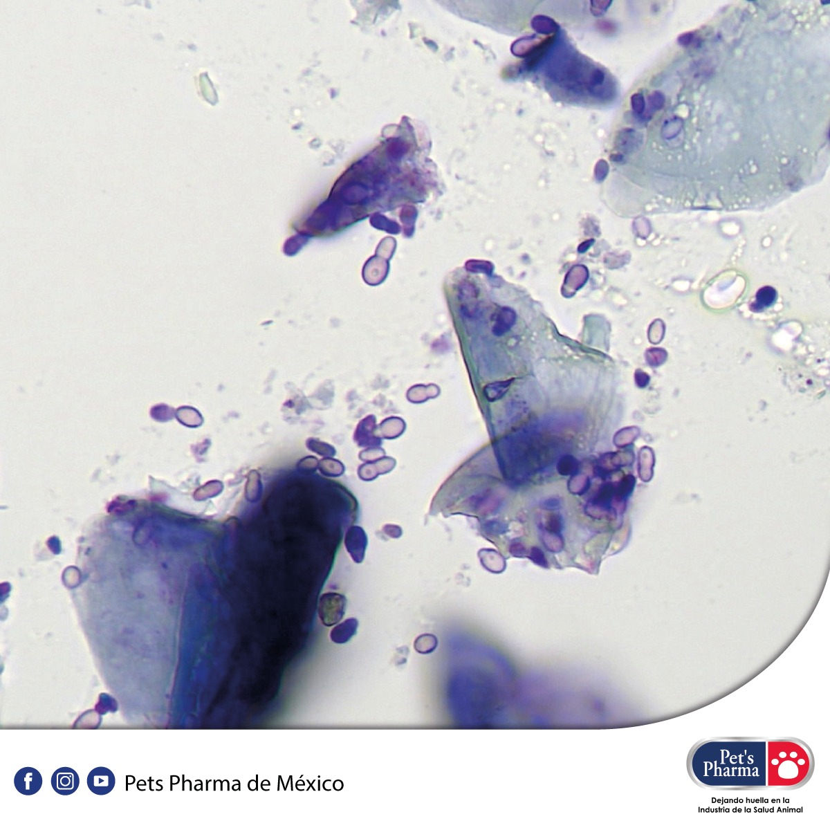 Pets - Malassezia pachydermatis se caracteriza por su forma redonda a ...