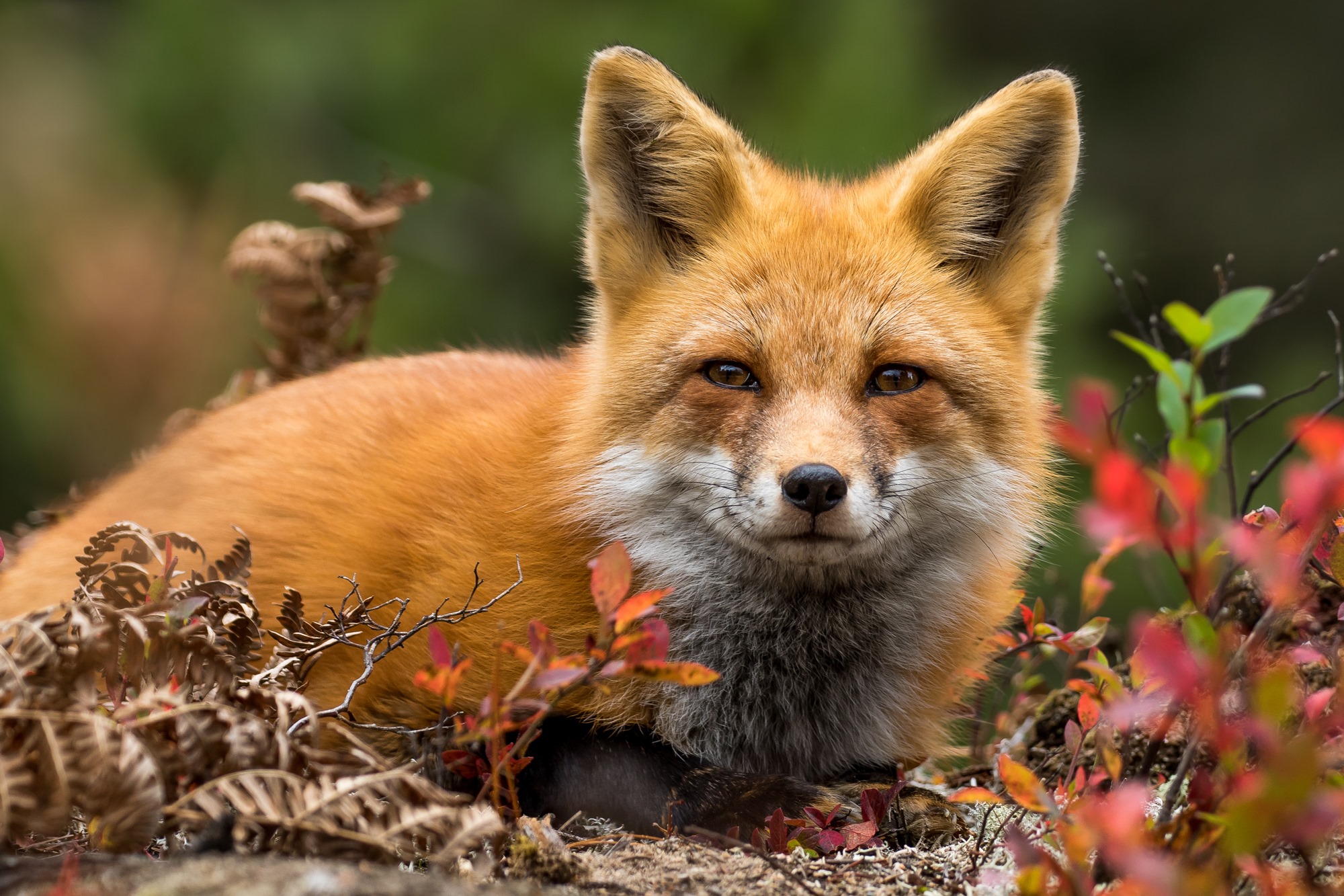 Nature Conservancy of Canada / Conservation de la nature Canada ...