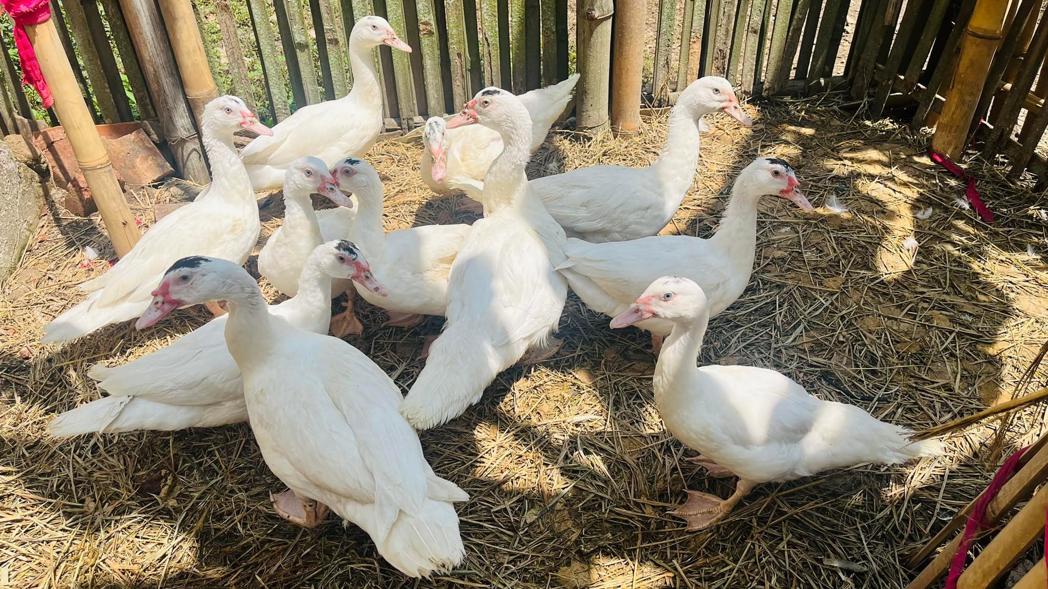 Jual beli entog Garut dan sekitarnya.. | Entog jumbo blitar LP sanes ...