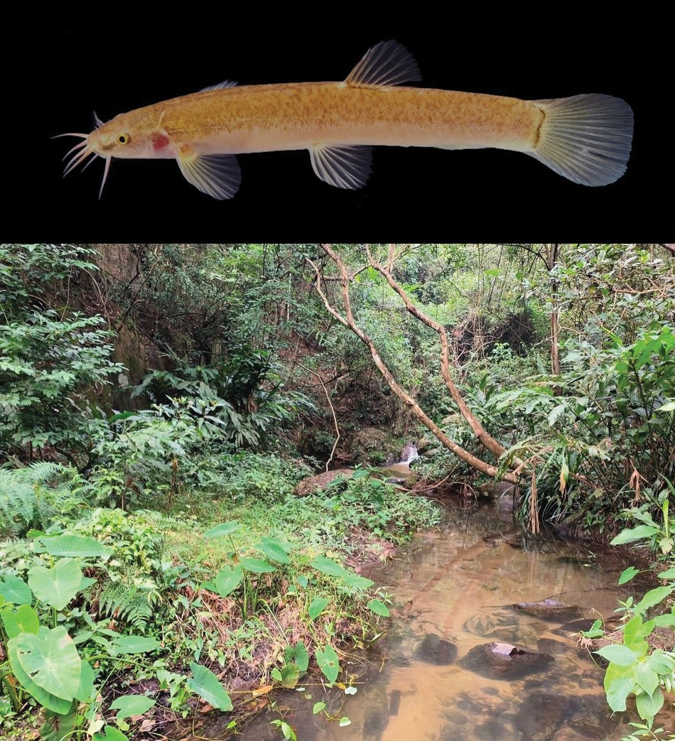 𝑀𝑎𝑔𝑛𝑖𝑠𝑐ℎ𝑖𝑠𝑡𝑢𝑟𝑎 𝑘ℎ𝑎𝑜𝑘𝑟𝑎𝑗𝑜𝑚, a new genus and