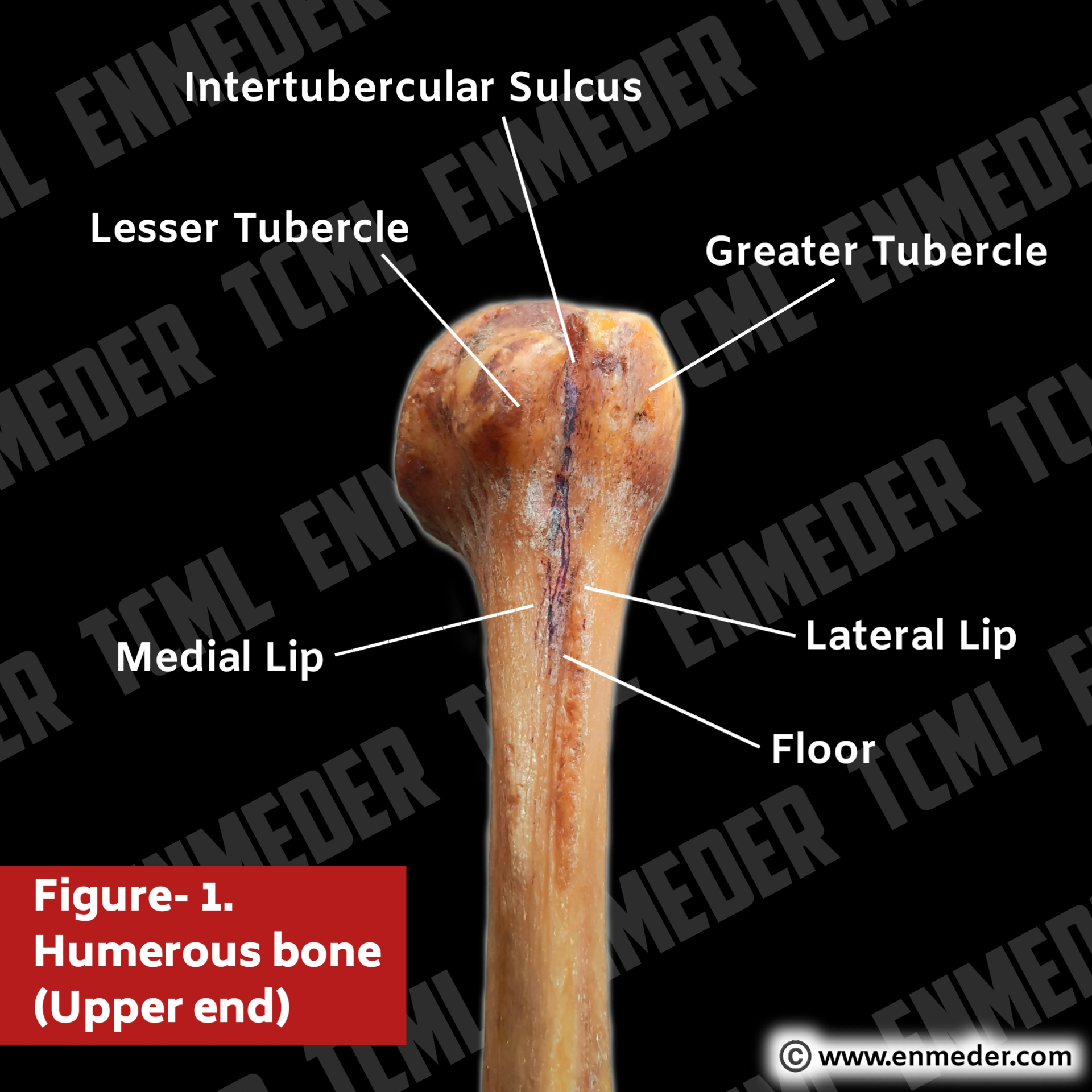 Kareem Byomi - - Divisions of nervous system : central... | Facebook