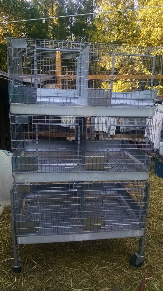Rabbit in trees - New to me, Netherland Dwarf 6 hole...