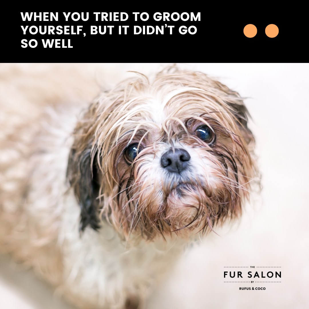 The Fur Salon by Rufus & Coco | Sydney NSW
