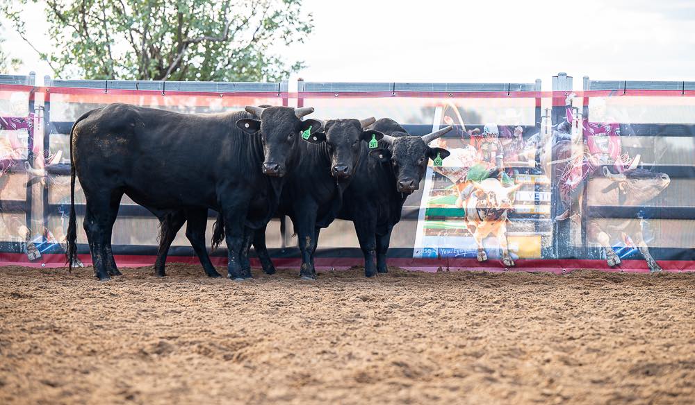 BK Bucking Bulls added a new photo. - BK Bucking Bulls