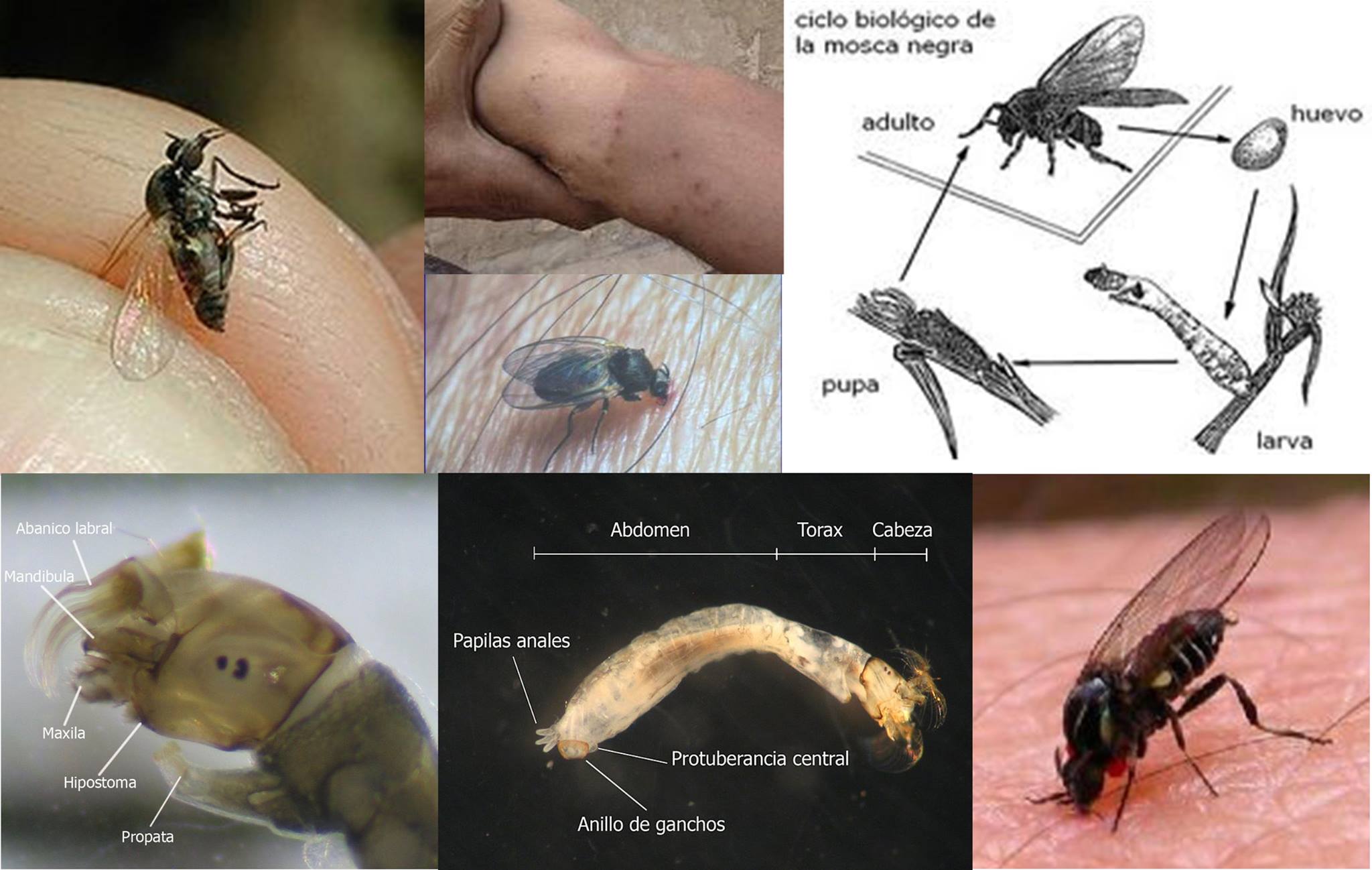 Aprendelta - Aprendelta Educación Ambiental EL BARIGÜÍ, TODO UN ...