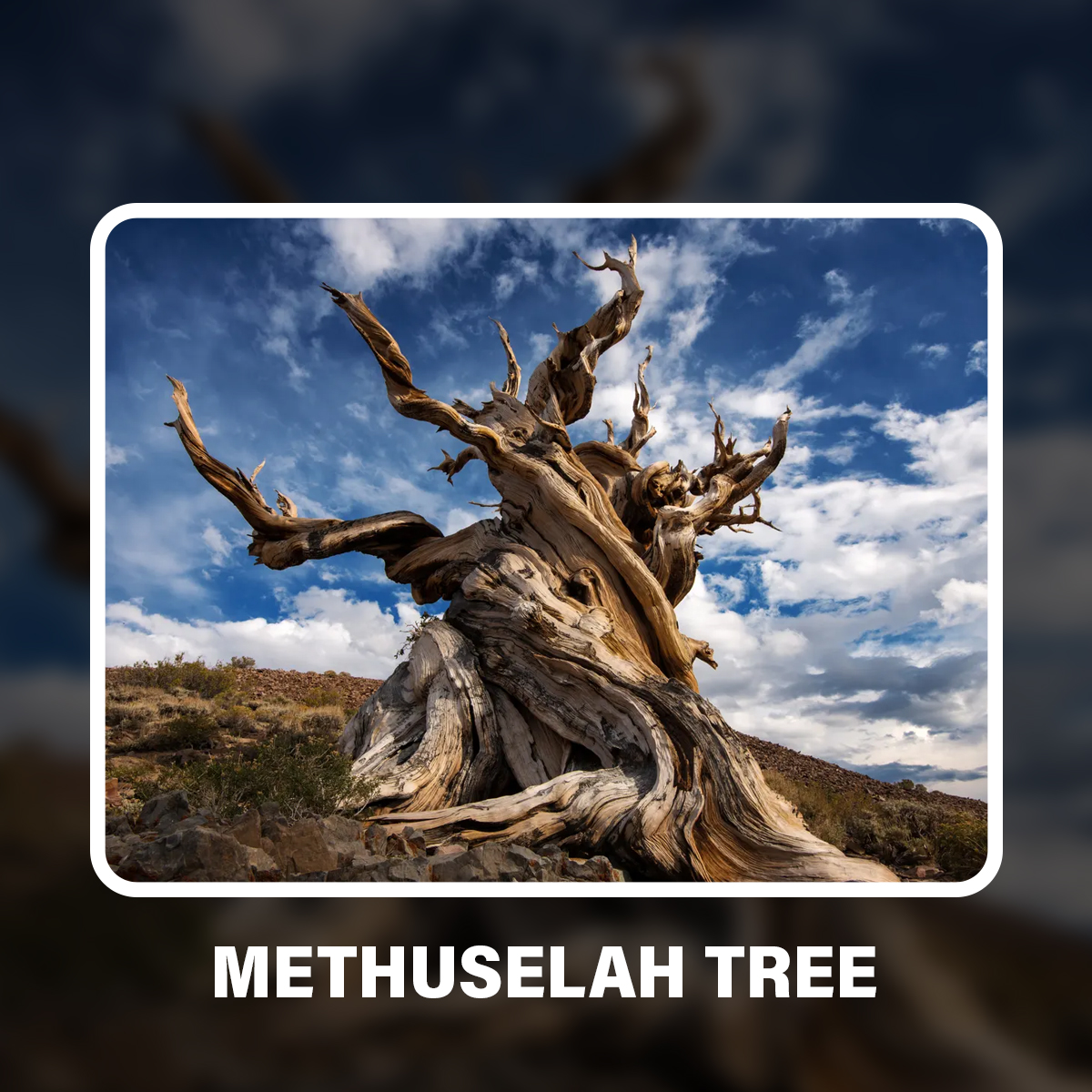 Kakaiba - Ito ang Methuselah Tree, isang Californian brislecone pine ...