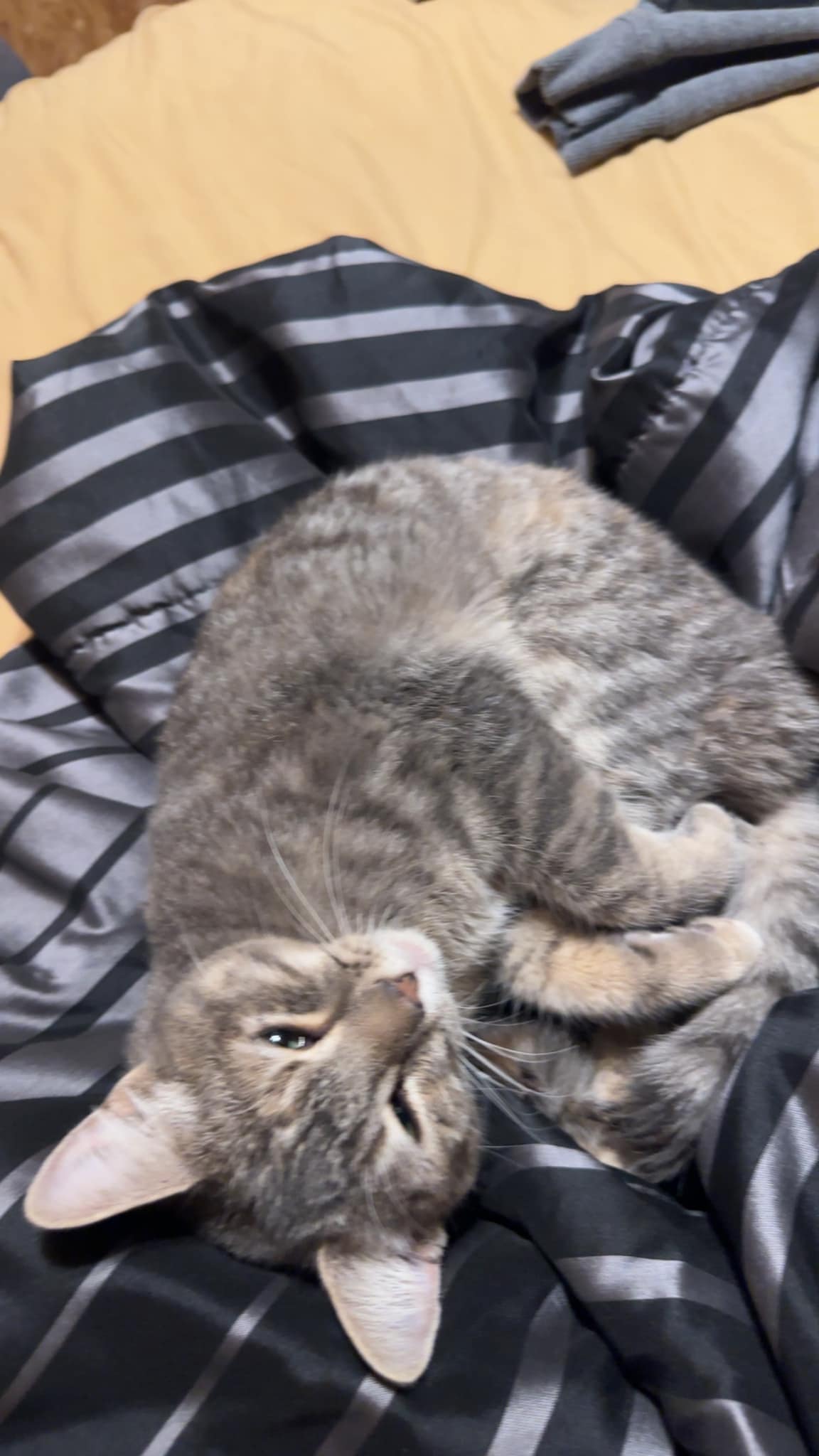 Is anyone missing a sweet stray kitty?