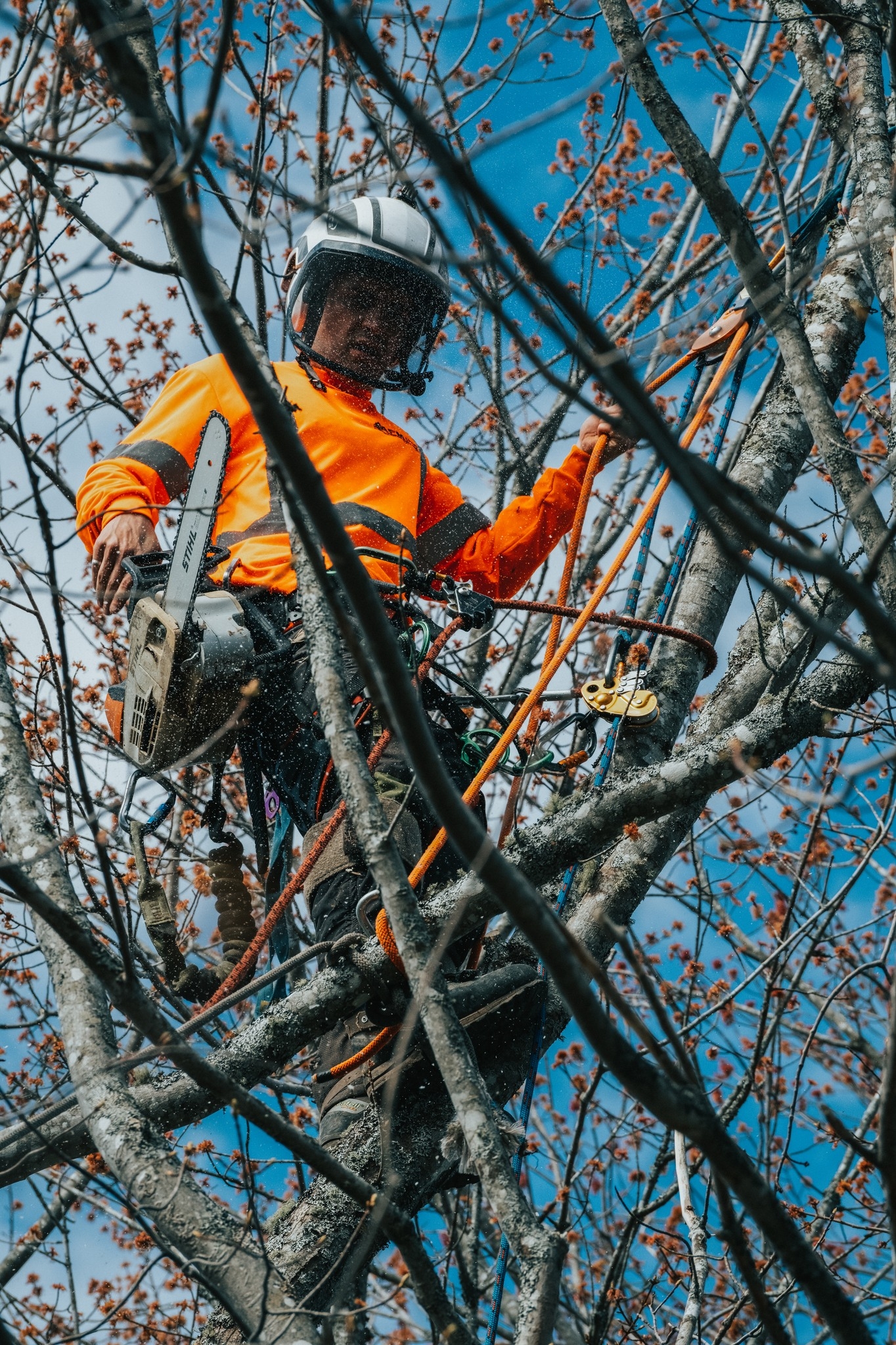 AFM Pro Forestry & Tree Care | Moncton NB