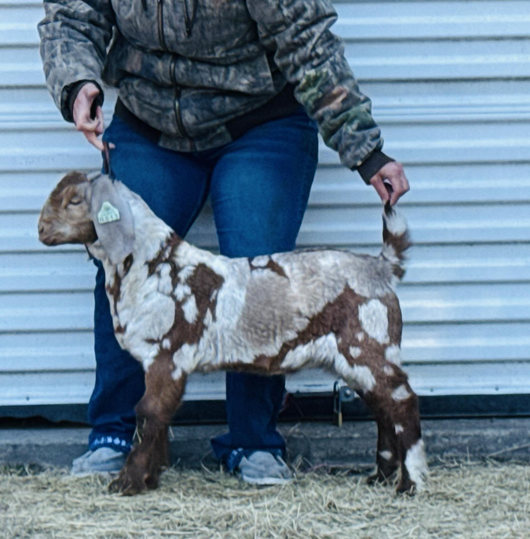 Champion Livestock added a new photo. - Champion Livestock