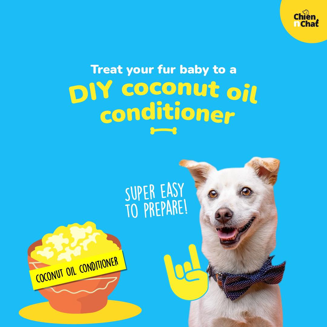 Chien N Chat Pet Shop Spa Home Facebook